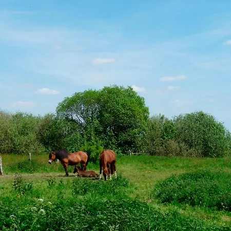 Ferienbungalow Fleesensee *